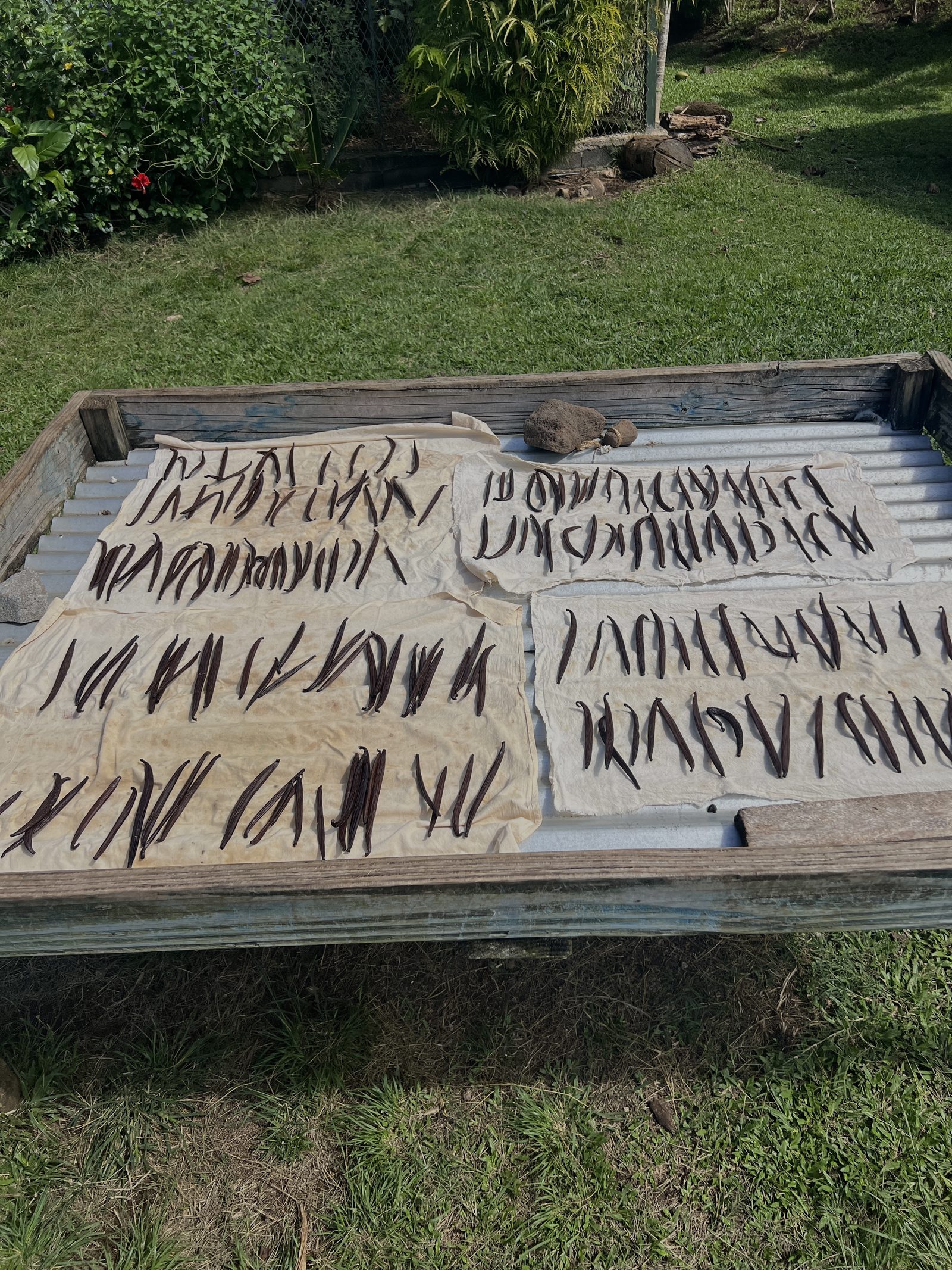 Rows of hand-cured vanilla pods laid out to dry
