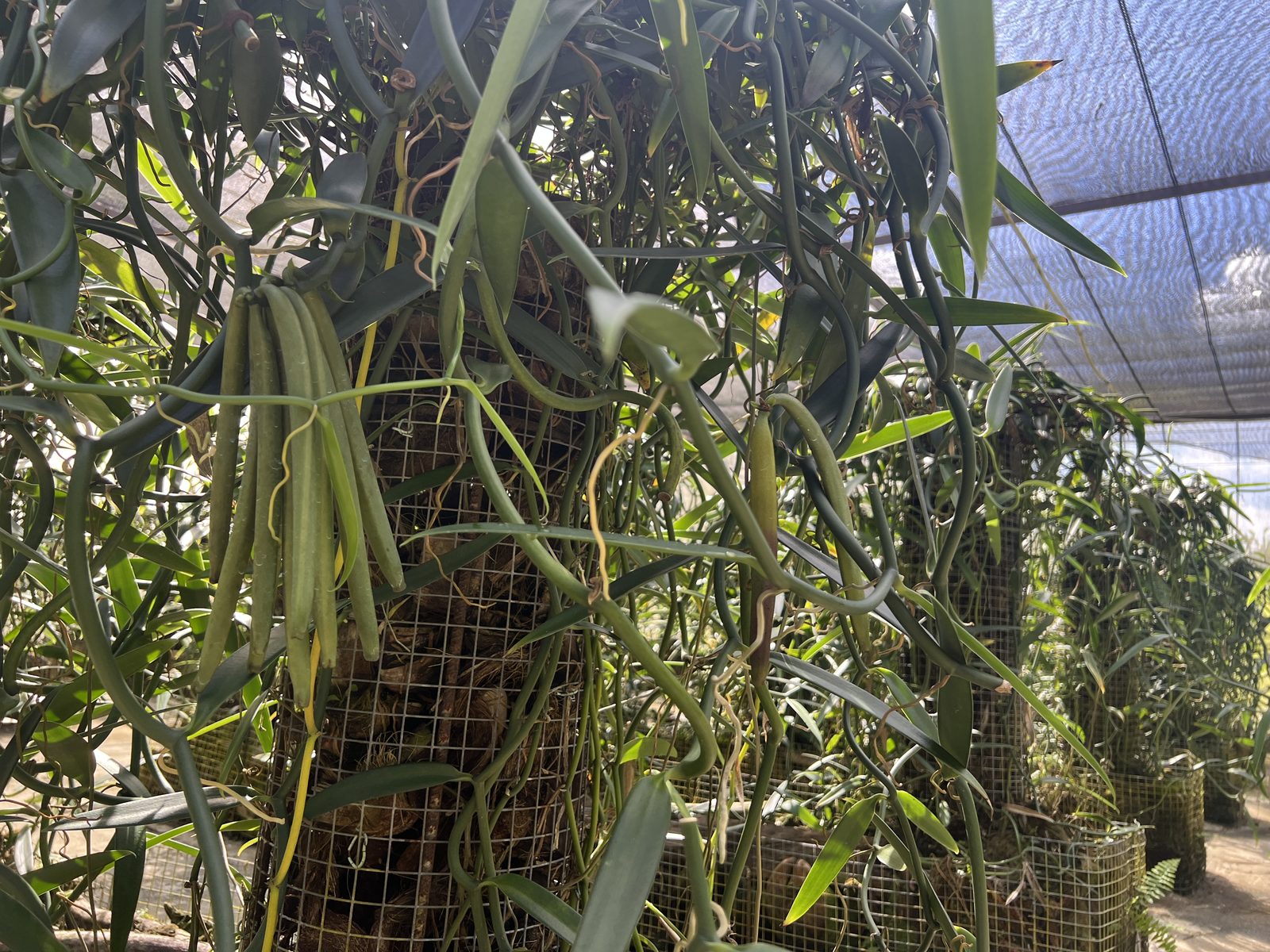Vanilla vines trained on a support post, pods hanging down